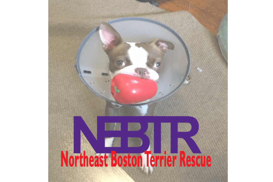 Boston Terrier (900x600), Png Download
