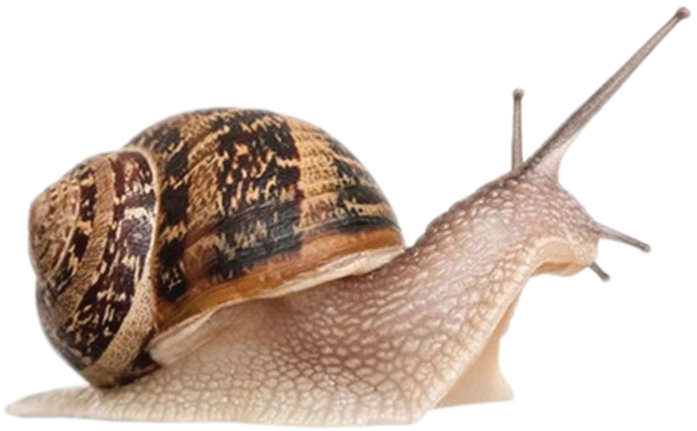 Snail Png (3230x2251), Png Download