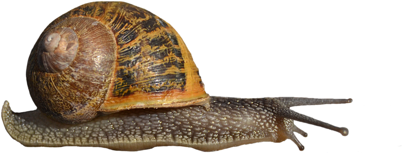 Snail By Frankandcarystock - Sule Lamido For President 2019 (900x537), Png Download
