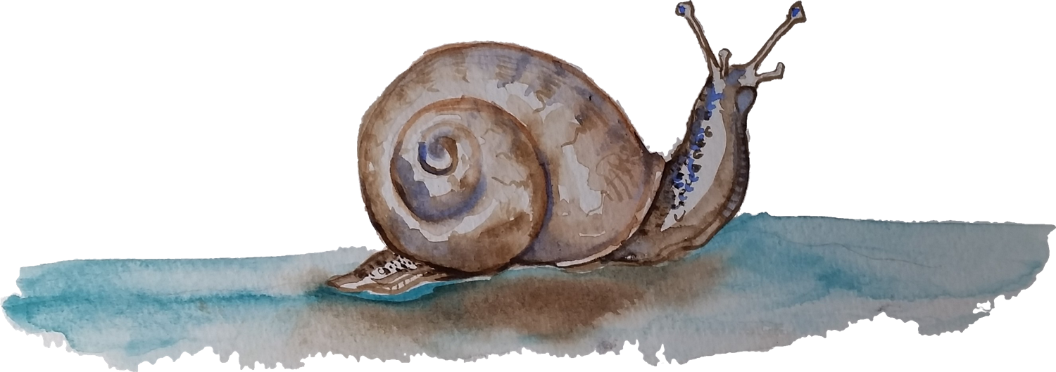 Banner Transparent Download And The Big Balloon Common - Garden Snail (1500x529), Png Download