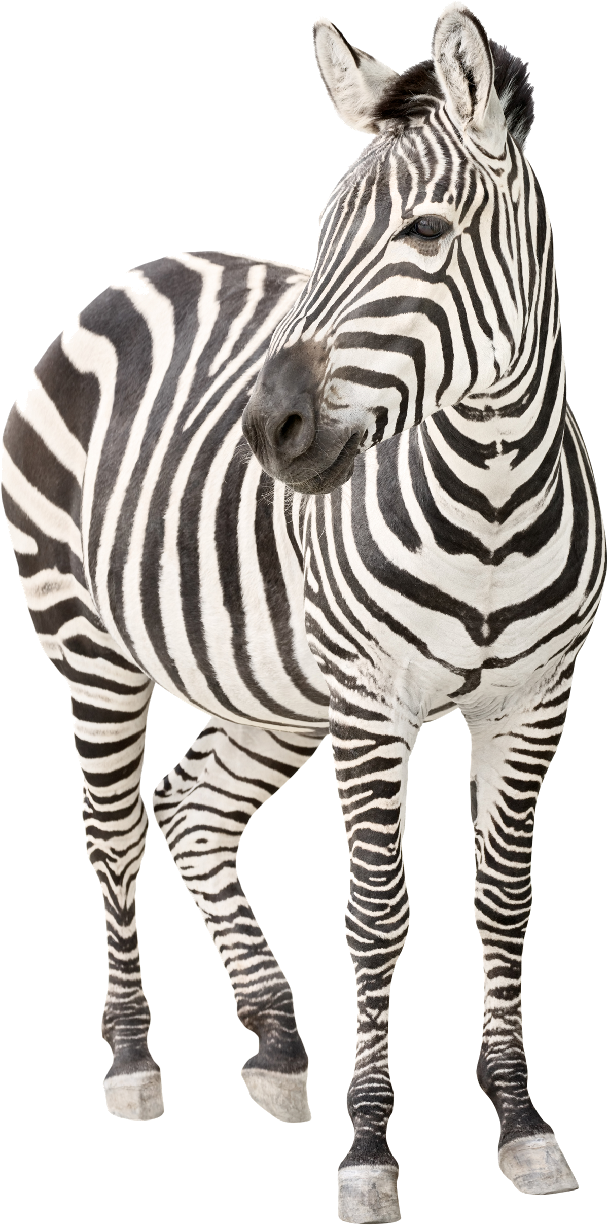 Zebra Png Transparent Image - Eds Syndrome (1527x2566), Png Download