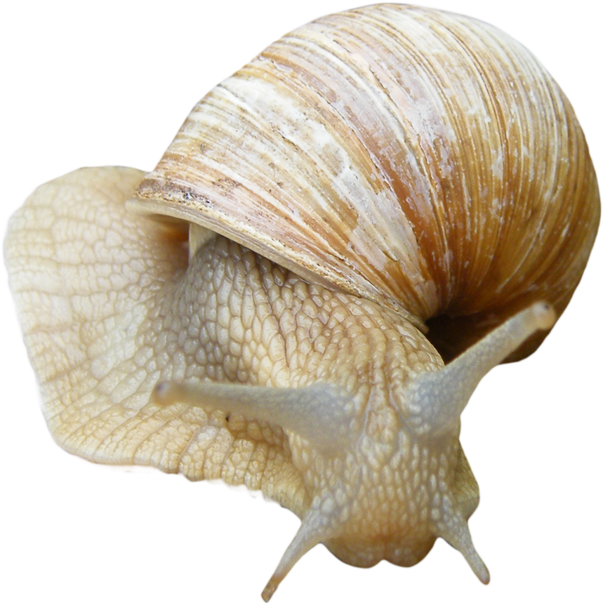 Snail Png - Sea Snail Png (900x907), Png Download
