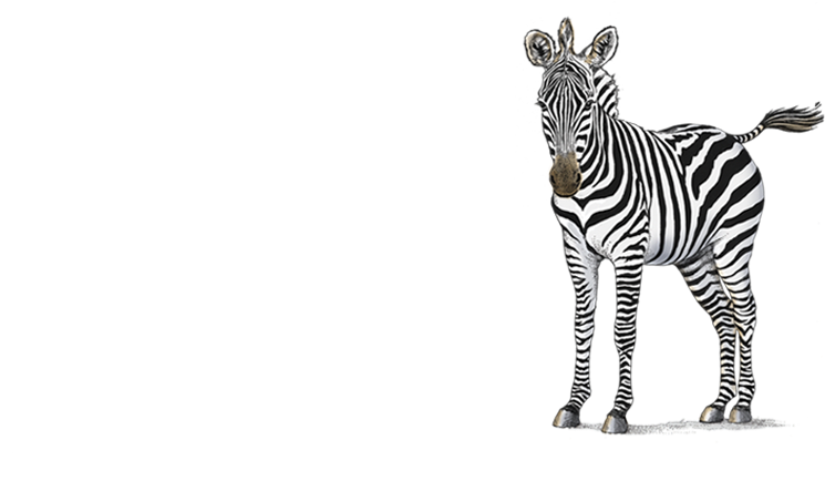 Petaluma Orthodontics - Zebras - Zebra (903x565), Png Download