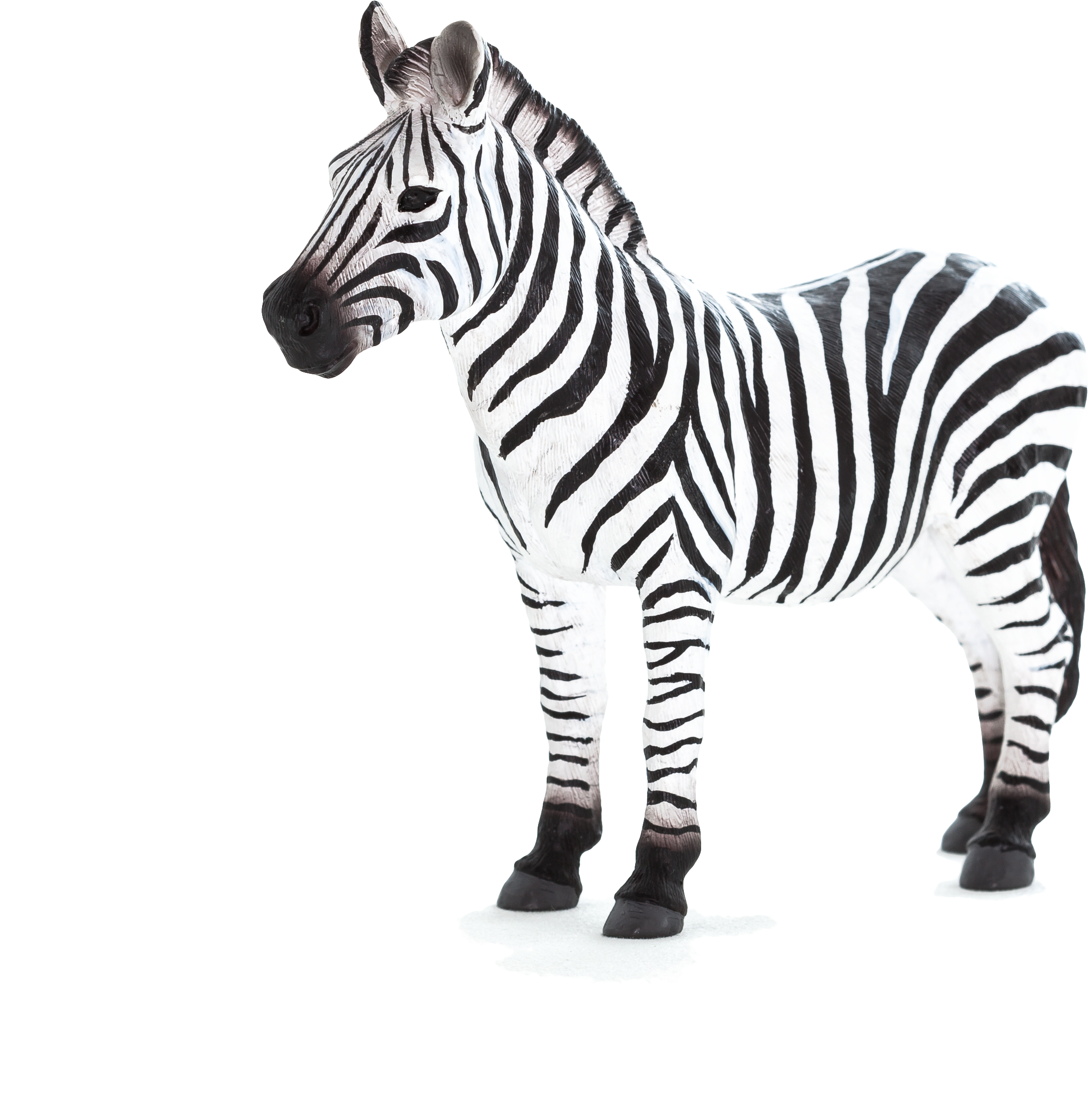 Ingilizce Zebra (5616x3744), Png Download