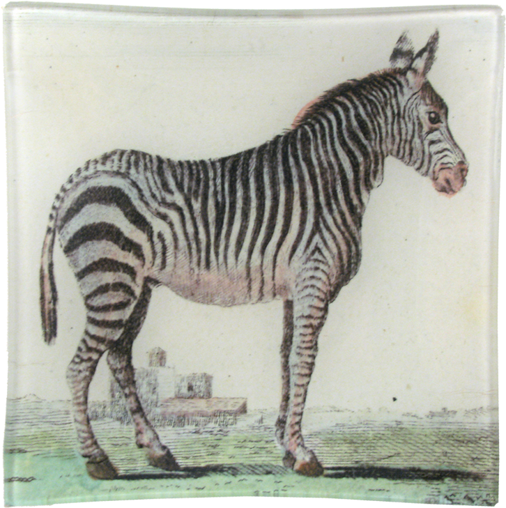 Animal (800x800), Png Download