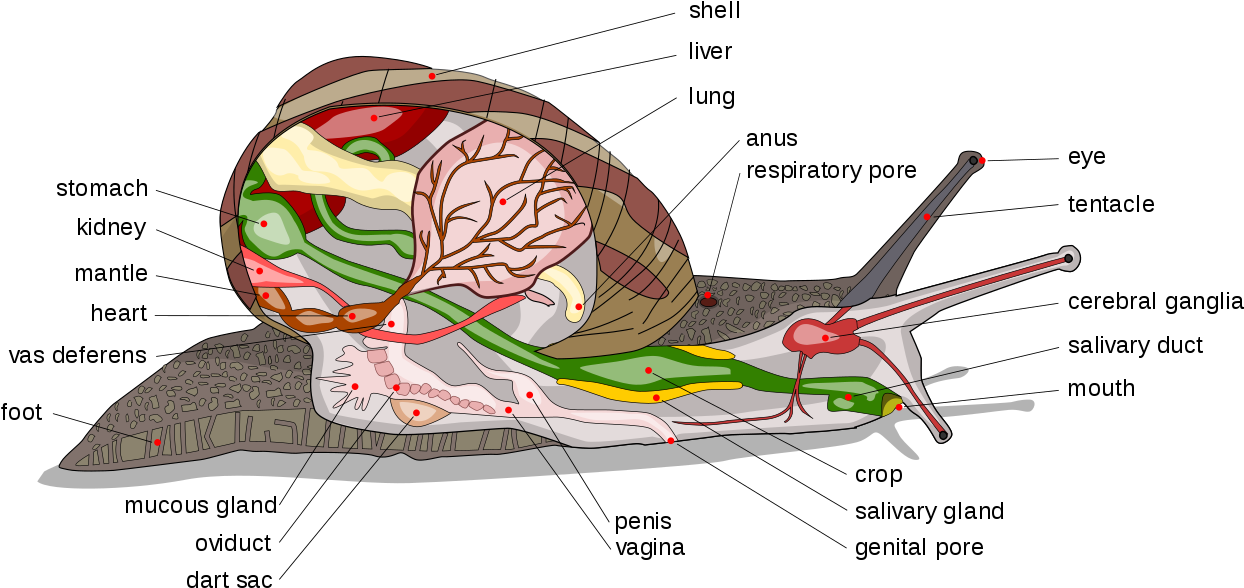 Snail Diagram-en Edit1 - Giant African Land Snail Diagram (1280x631), Png Download