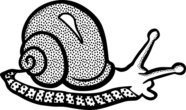 Land Snail Clip Art - Snail Clipart Black And White (640x378), Png Download