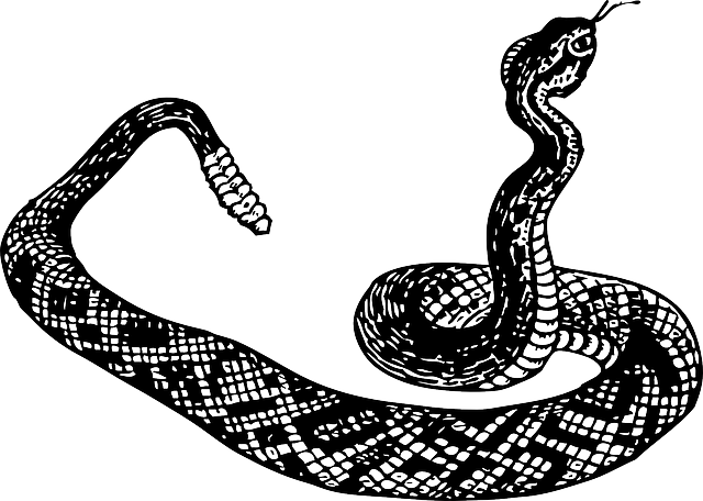Snake, Tribal, Sketch, Silhouette, Cartoon, Serpent - Rattlesnake Clipart Black And White (640x456), Png Download