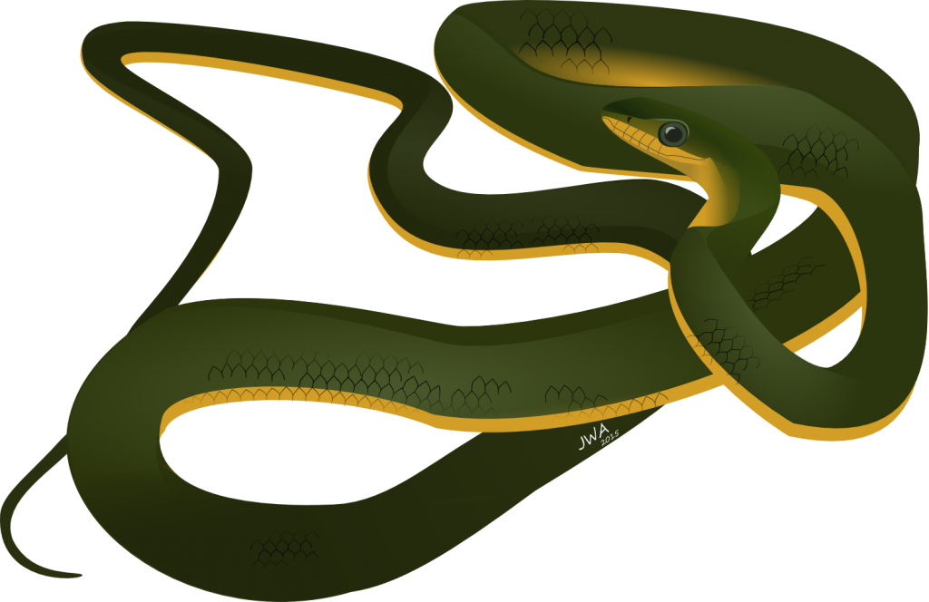 Snakes (1024x664), Png Download