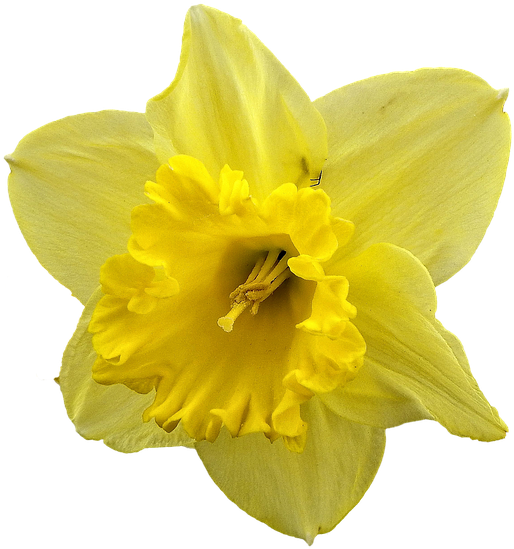 Daffodil Png Pic - Silver Plated 18" Chain And Pendant Necklace (960x640), Png Download