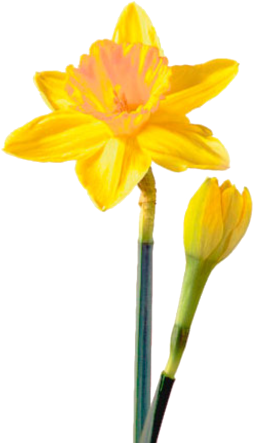 Daffodil Png Picture - Daffodil Flower (526x902), Png Download