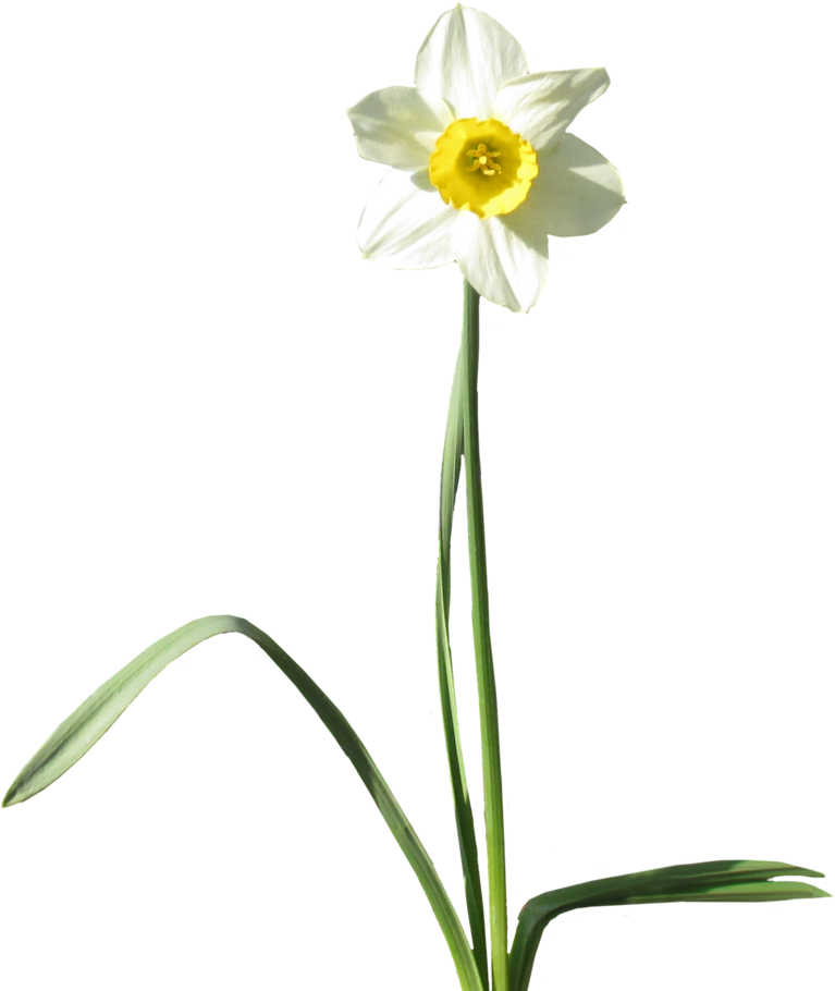 Daffodil Transparent Background Png - Plants With Transparent Background (800x978), Png Download