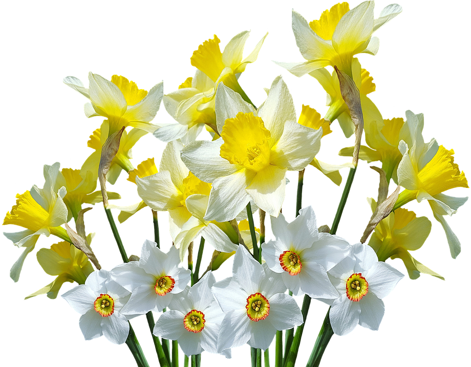 Spring, Daffodils, Osterglocken, Easter - Daffodil Flowers (455x340), Png Download