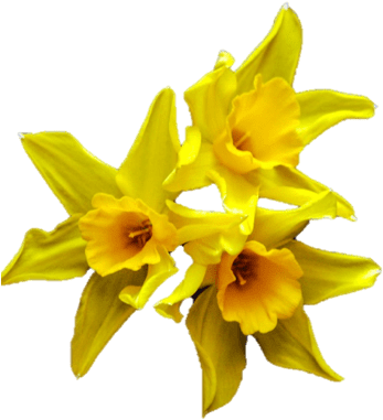 Png Daffodil (353x382), Png Download