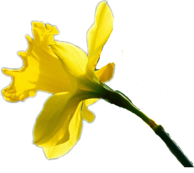 Narcissus (643x571), Png Download