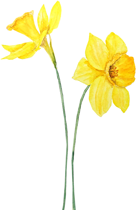 Bleed Area May Not Be Visible - Daffodils Watercolor (478x700), Png Download