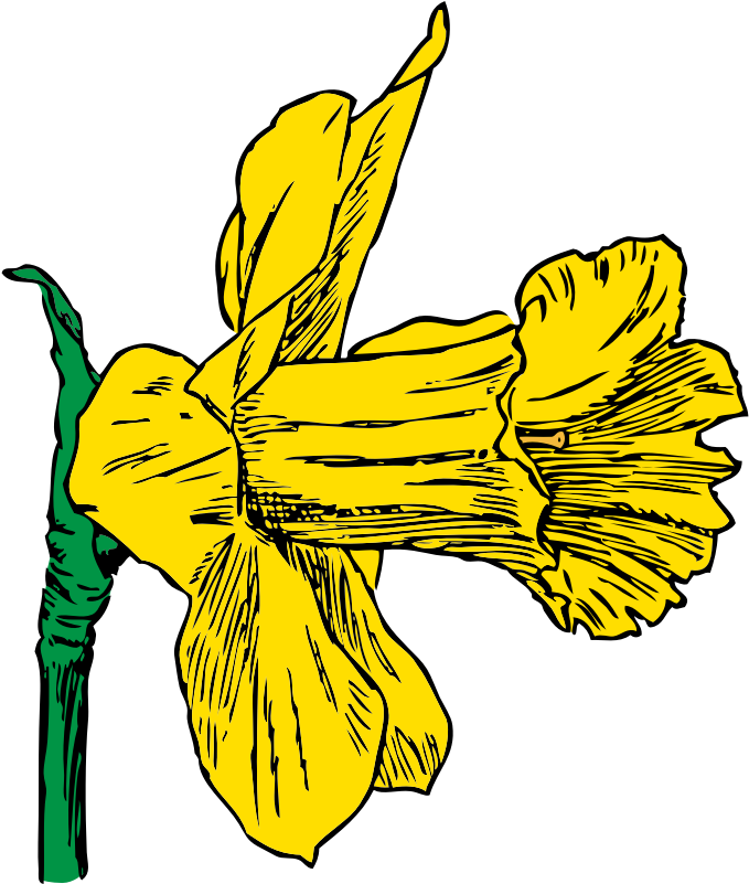 Clipart - Daffodil - Daffodil Clip Art (800x800), Png Download