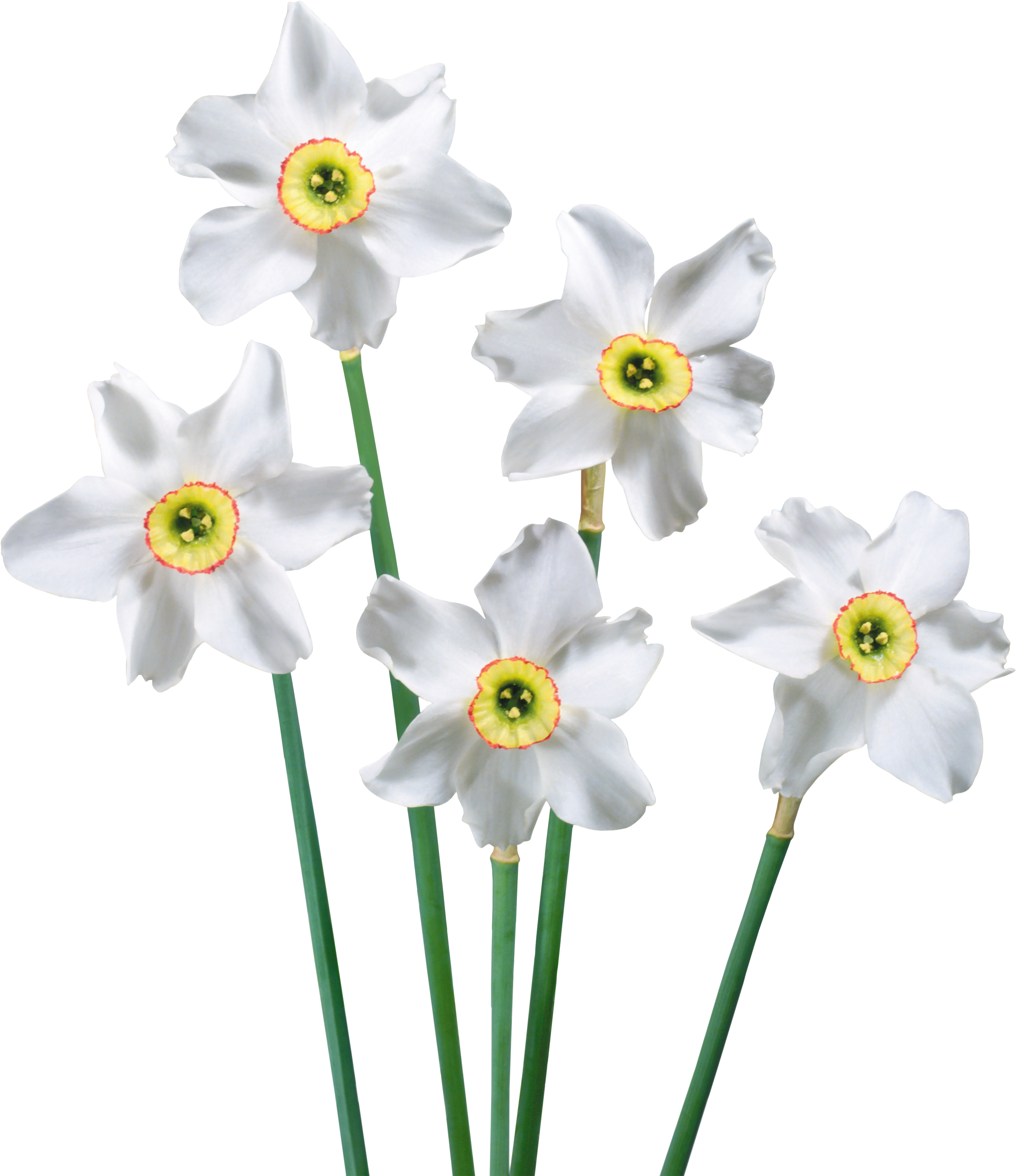 White Narcissus Clipart Png (2938x3332), Png Download