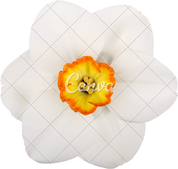 Daffodil Clipart Pumpkin Flower - Small Single Flowers (800x800), Png Download