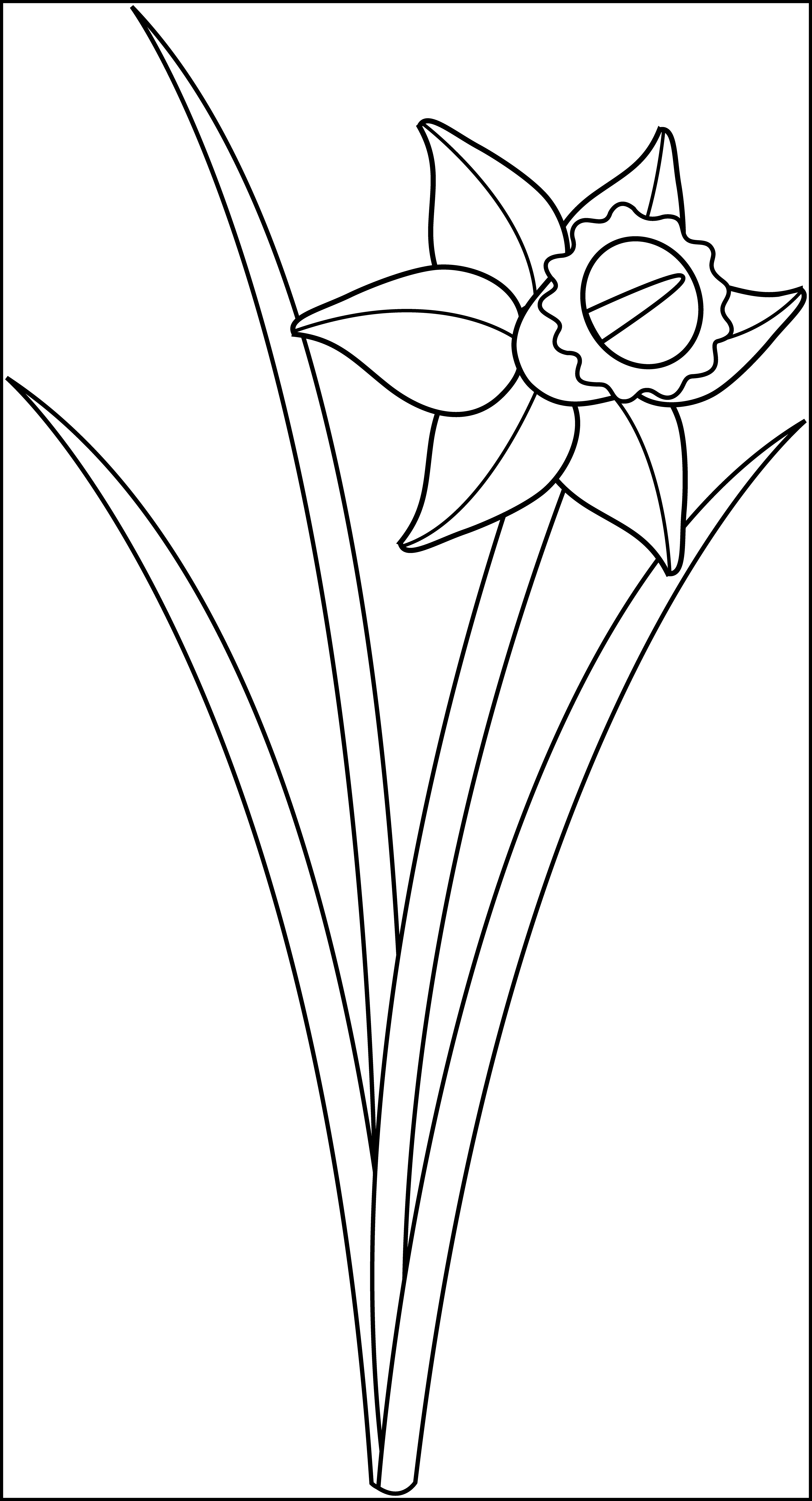 Astonishing Daffodil Botanical Drawing For Personal - Outline Of A Daffodil (3944x7288), Png Download