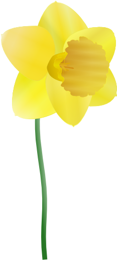 Daffodils Free Clip Art - Daffodil Vector Free Download (600x520), Png Download