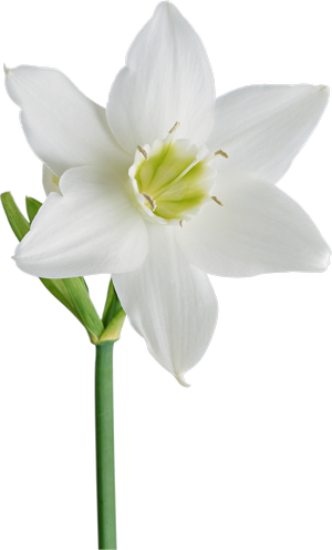 Mimosa And Daffodils - وردة بيضاء Png (300x496), Png Download