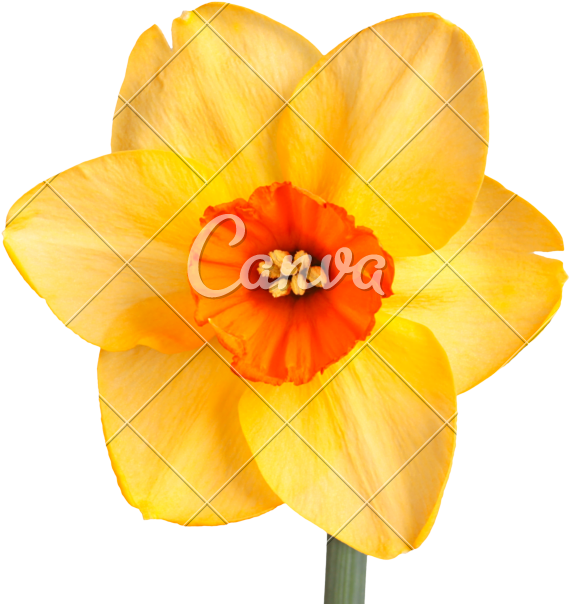 Daffodil Vector Jpg Royalty Free - Canva (800x684), Png Download