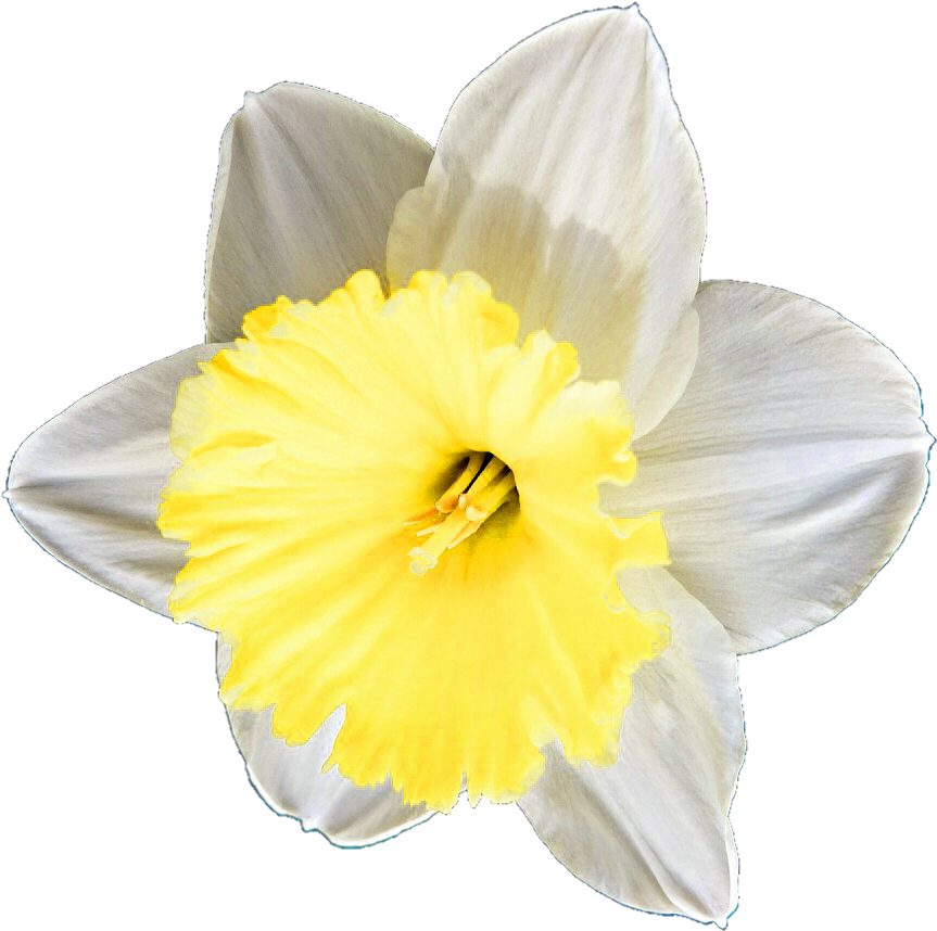 Buttercup Clipart Daffodil - Daffodil (904x884), Png Download