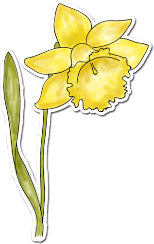 Daffodil - Lily (317x500), Png Download