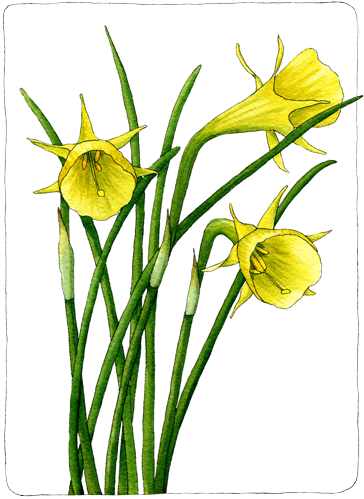 Daffodils - Save The Date (400x537), Png Download