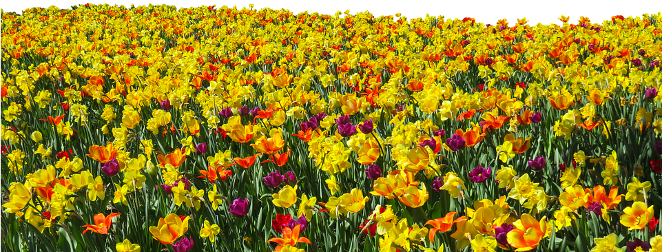 Flower, Plant, Spring, Tulips, Daffodils, Osterglocken - Png Transparent Flower Field Png (960x438), Png Download
