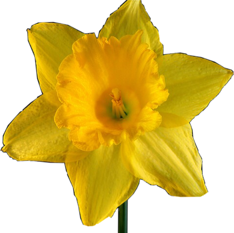 Picture Royalty Free Download Flower Summer Freetoedit - Daffodil (481x479), Png Download