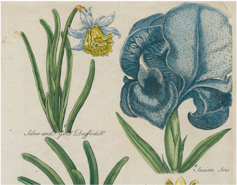 Daffodil / Iris / Golden Amaryllis / Double Amaryllis - Iris (500x500), Png Download