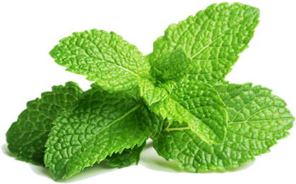 What Are The Benefits Of Peppermint Leaves - Peppermint Leaves (500x327), Png Download