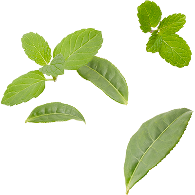 Marrakesh Mint Mighty Leaves - Tea (400x400), Png Download