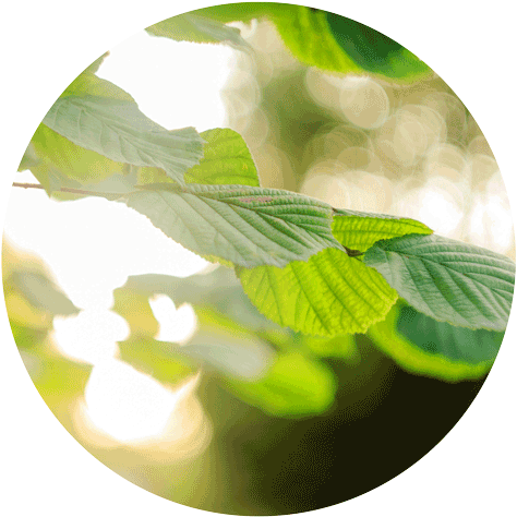 Original Size Is 500 × 489 Pixels - Macro Photography (500x489), Png Download