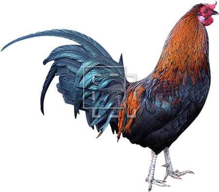 Rooster - Rooster Hd Png (450x450), Png Download