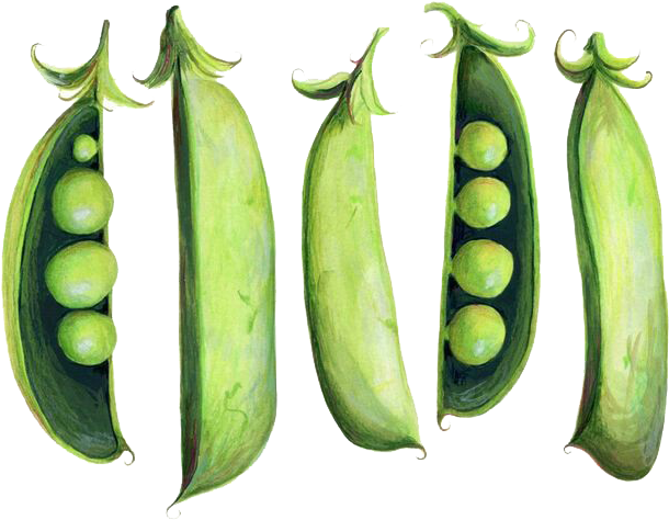 Peas Drawing Green Bean - Peas Illustration (736x599), Png Download