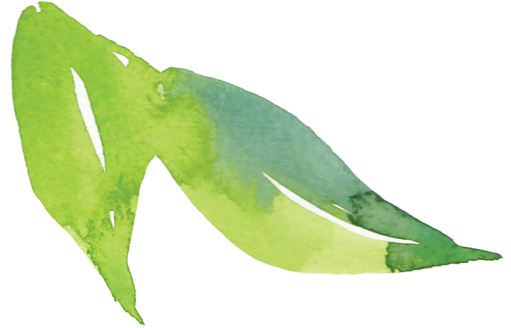 Explore These Ideas And More - Parakeet (1800x1159), Png Download