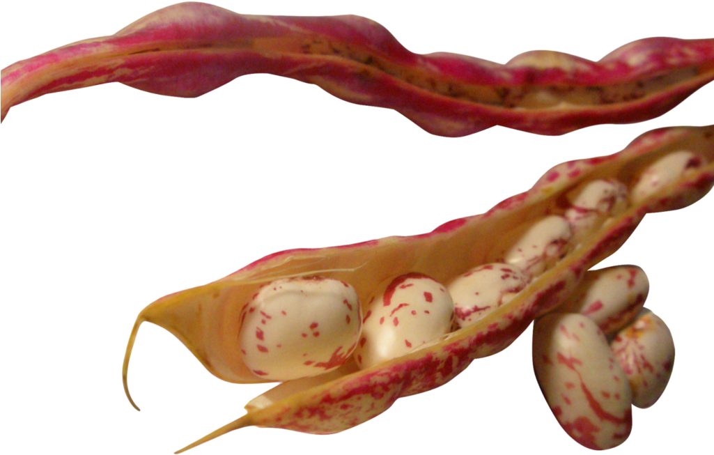 Beans Png Image - Portable Network Graphics (1024x768), Png Download