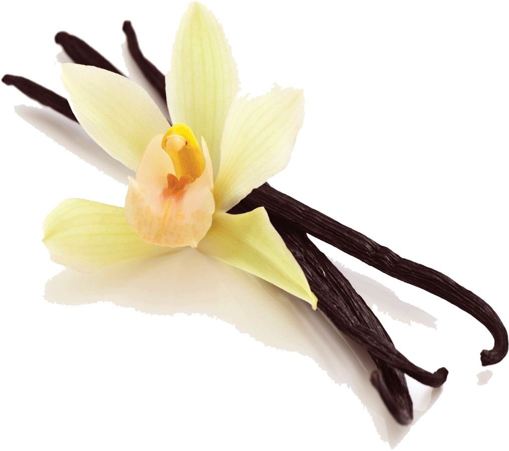 28 Collection Of Vanilla Bean Clipart - Fruto De La Vainilla (1103x1103), Png Download