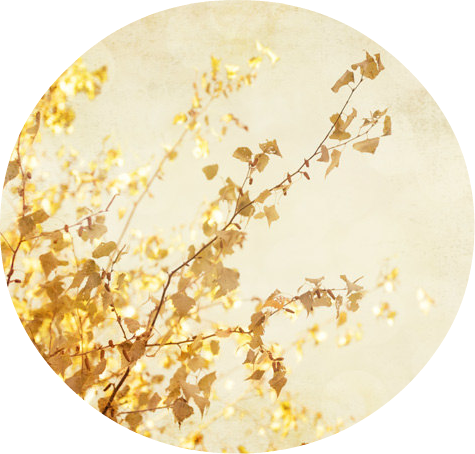 Golden Leaves Photography Stick Backgroun Pale Yellow - Circle (475x454), Png Download