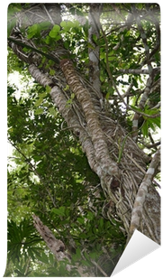 Pond Pine (400x400), Png Download