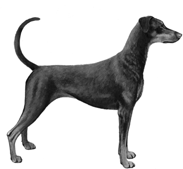 Doberman Pincher - B&w - Dobermann (450x360), Png Download