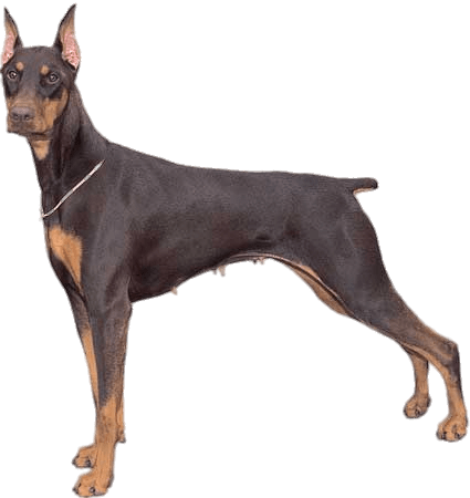 Doberman Pinscher (425x450), Png Download