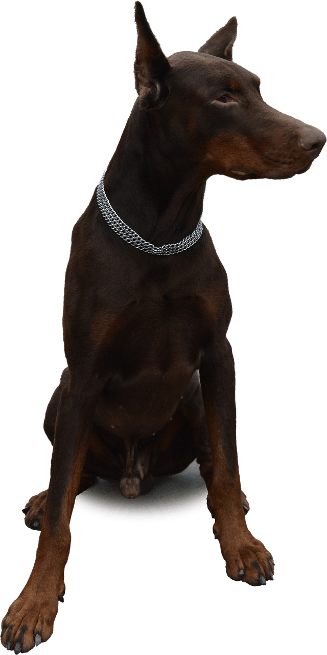 Doberman Sitting - Доберман Пнг (640x1280), Png Download