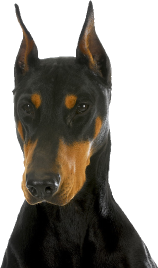 Beds, Collars And Accessories - Doberman Pinscher (360x554), Png Download