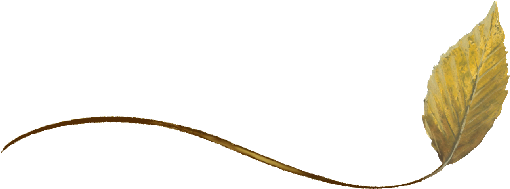 Spring Flowers, Autumn Leaves, Grapes Wispy Beech Leaf - Autumn (519x346), Png Download