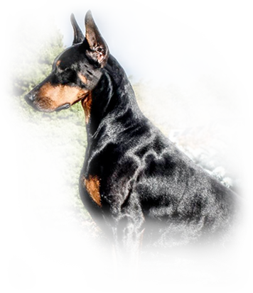 Doberman Logo En Png (356x413), Png Download