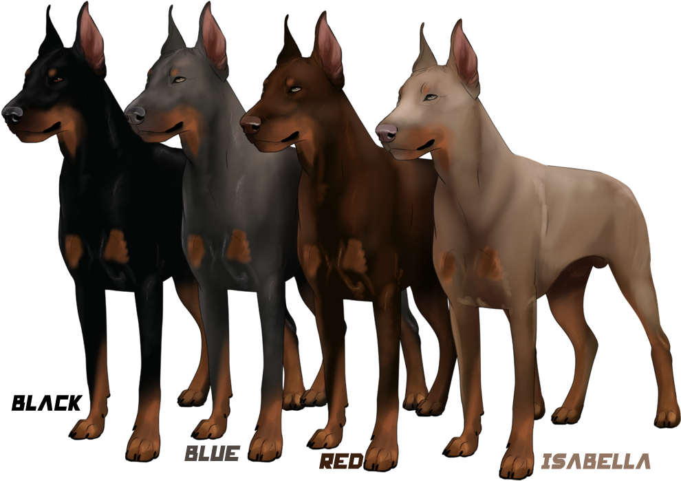 Although There Are Several Varieties Of - Different Types Of Doberman (1024x740), Png Download